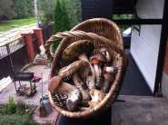 Mushrooms.jpg