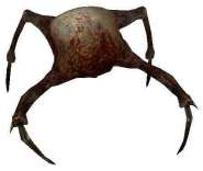 HL2Fastcrab.jpg