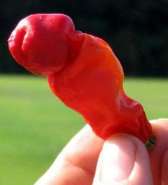 15-pepper.jpg