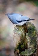 nuthatch.jpg