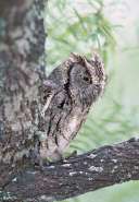 wild-eastern-screech.jpg