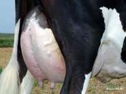 SANGALLIUDINE-UDDER.jpg