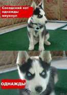 layka.jpg