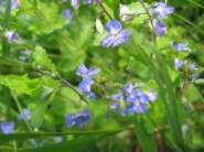 Flowers_LQ.jpg