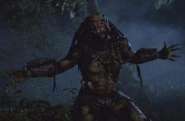 predator_20.jpg