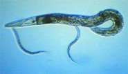 caenorhabditis_elegans_2_300.jpg