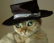 Gansta_Kitty--large-msg-117535234614.jpg