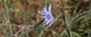 chicory.jpg