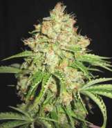 White Russian42_enl.jpg
