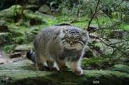 1258046932_manul.jpg