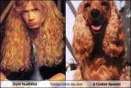 dave-mustaine-totally-looks-like-a-cocker-spaniel1.jpg