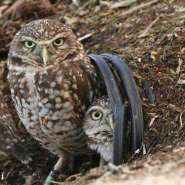 SUN0418 Burrowing owls.jpg