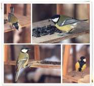 ������ ������.jpg