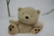 bear_snow_800.jpg