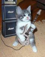 guitar_cat.jpg