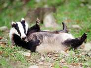 badger.jpg
