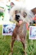 1273590373_most_hilarious_animal_emotions_15.jpg