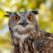 eagle-owl.jpg