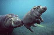 hippo-with-mom.jpg