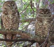 Spotted Owl pair.jpg