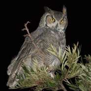 Great-Horned-Owl-tree.jpg