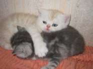 ��������� 029.jpg