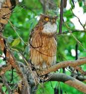 554px-Brown_Fish_Owl;_Ketupa_zelolensis.jpg