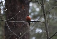 DSC_0351_2.jpg