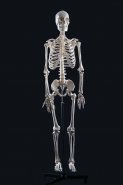 526662377_w640_h640_skelet-cheloveka-anatomicheskij.jpg