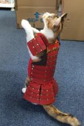 08062017-samurai-armor-1.jpg