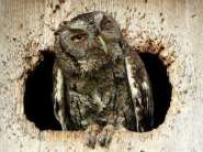 hungover-owls-2.jpg