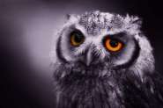 expressive-owl.jpg