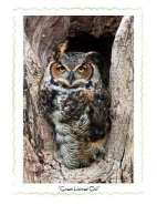 10 Series - Part 4 - Hawks & Owls - Great Horned Owl - Website.jpg