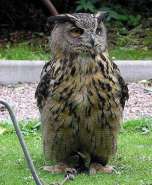 493px-Eagle.owl.arp.750pix.jpg