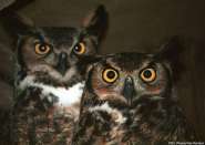 great_horned_owls.jpg