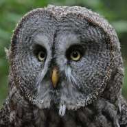 owl-closeup.jpg