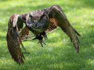 Owl, Eurasian Eagle- Dennis Donohue 2.jpg