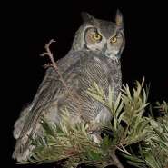Great-Horned-Owl-tree.jpg