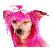 Pink Doggy.jpg